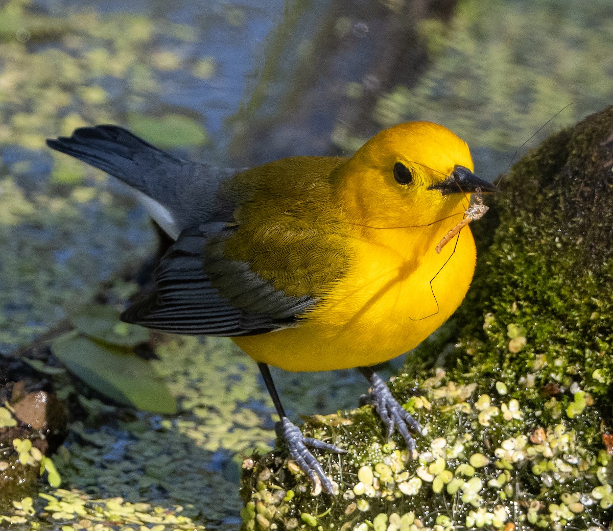 Prothonotary Warbler - ML619058835