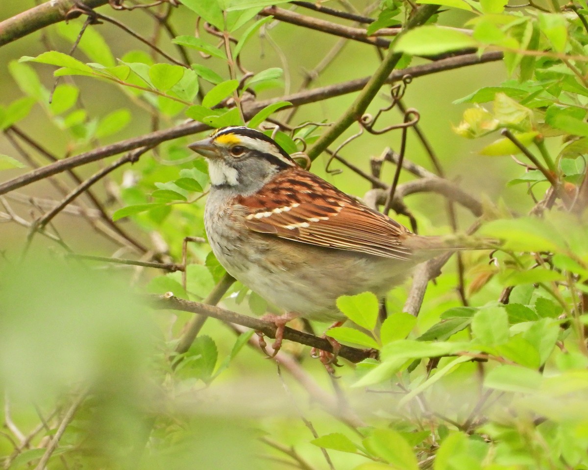 White-throated Sparrow - ML619058842