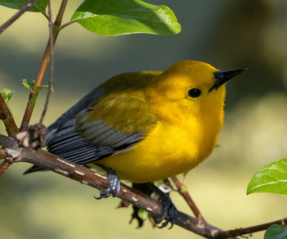 Prothonotary Warbler - ML619058843