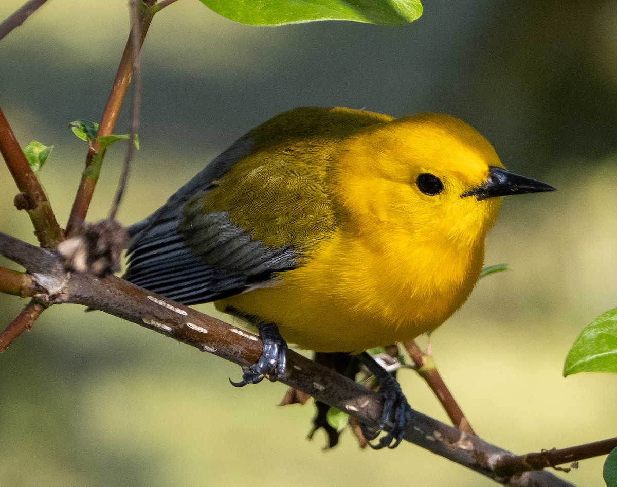 Prothonotary Warbler - ML619058851