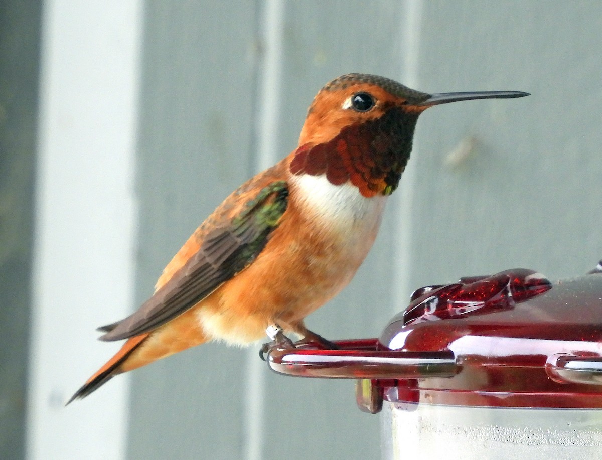 Rufous Hummingbird - ML619058882