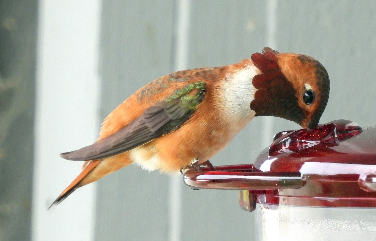 Rufous Hummingbird - ML619058883