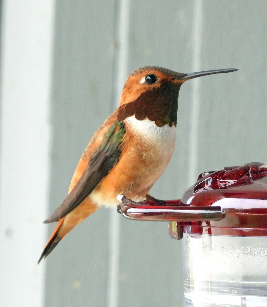 Rufous Hummingbird - ML619058885