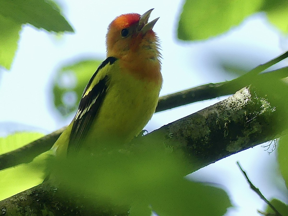 Western Tanager - ML619058922