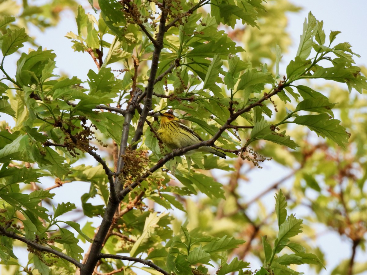 Cape May Warbler - ML619058926