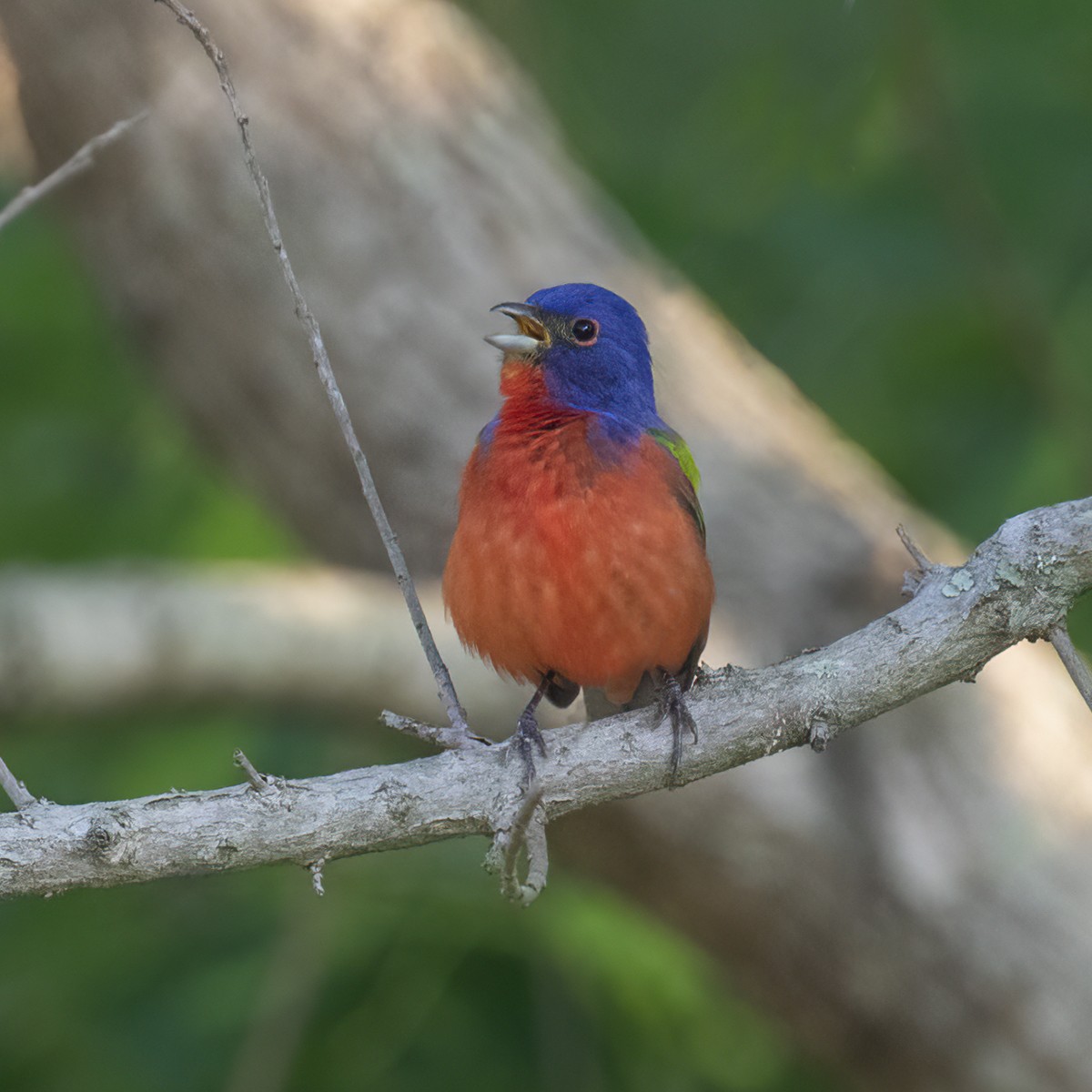 Painted Bunting - ML619058951