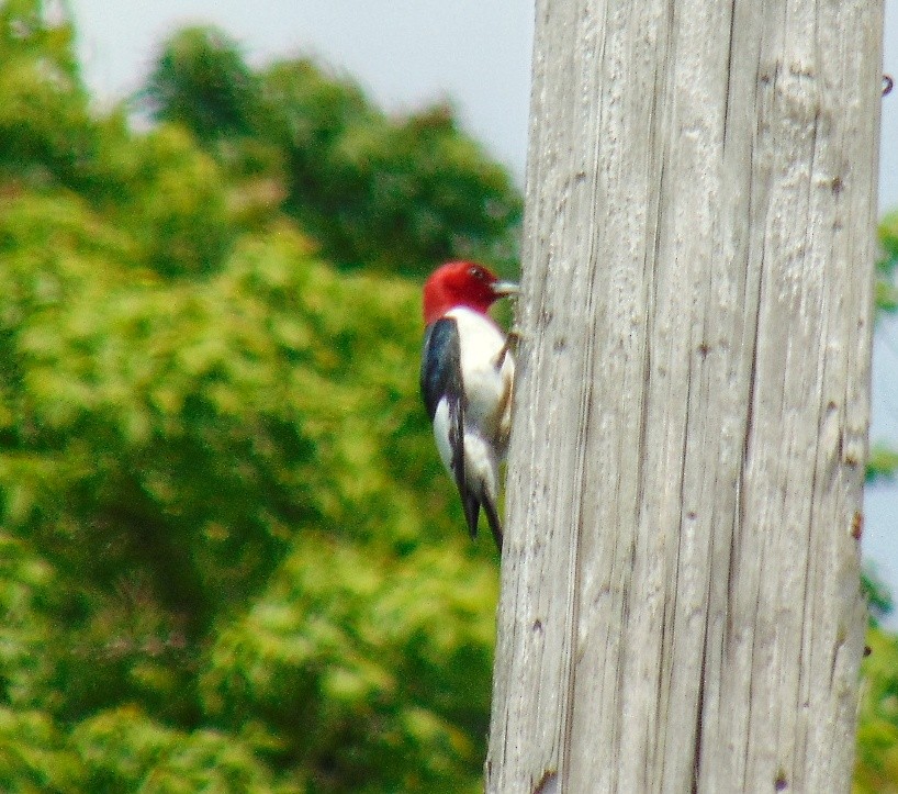 Red-headed Woodpecker - ML619058960
