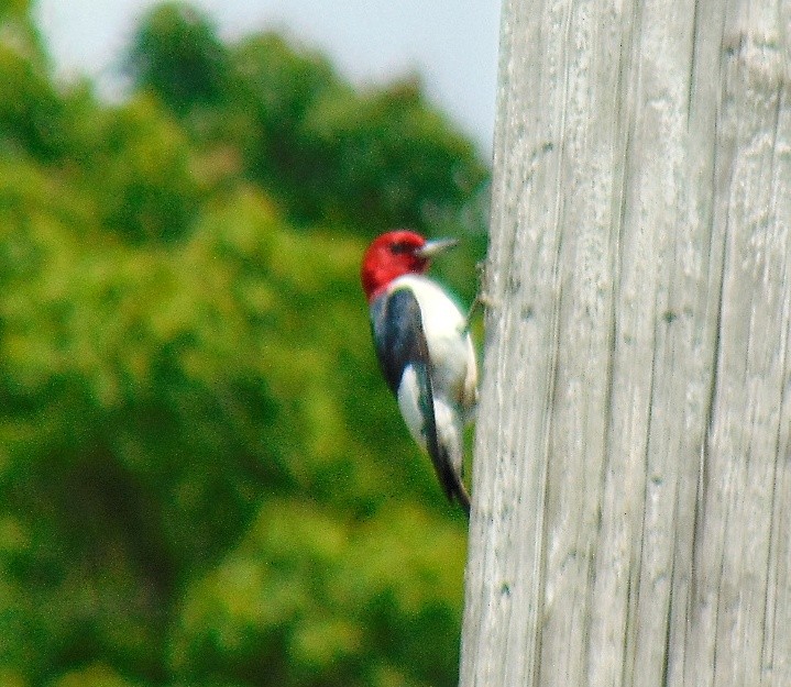 Red-headed Woodpecker - ML619058961