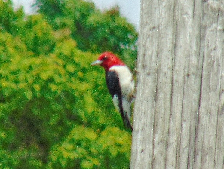 Red-headed Woodpecker - ML619058962