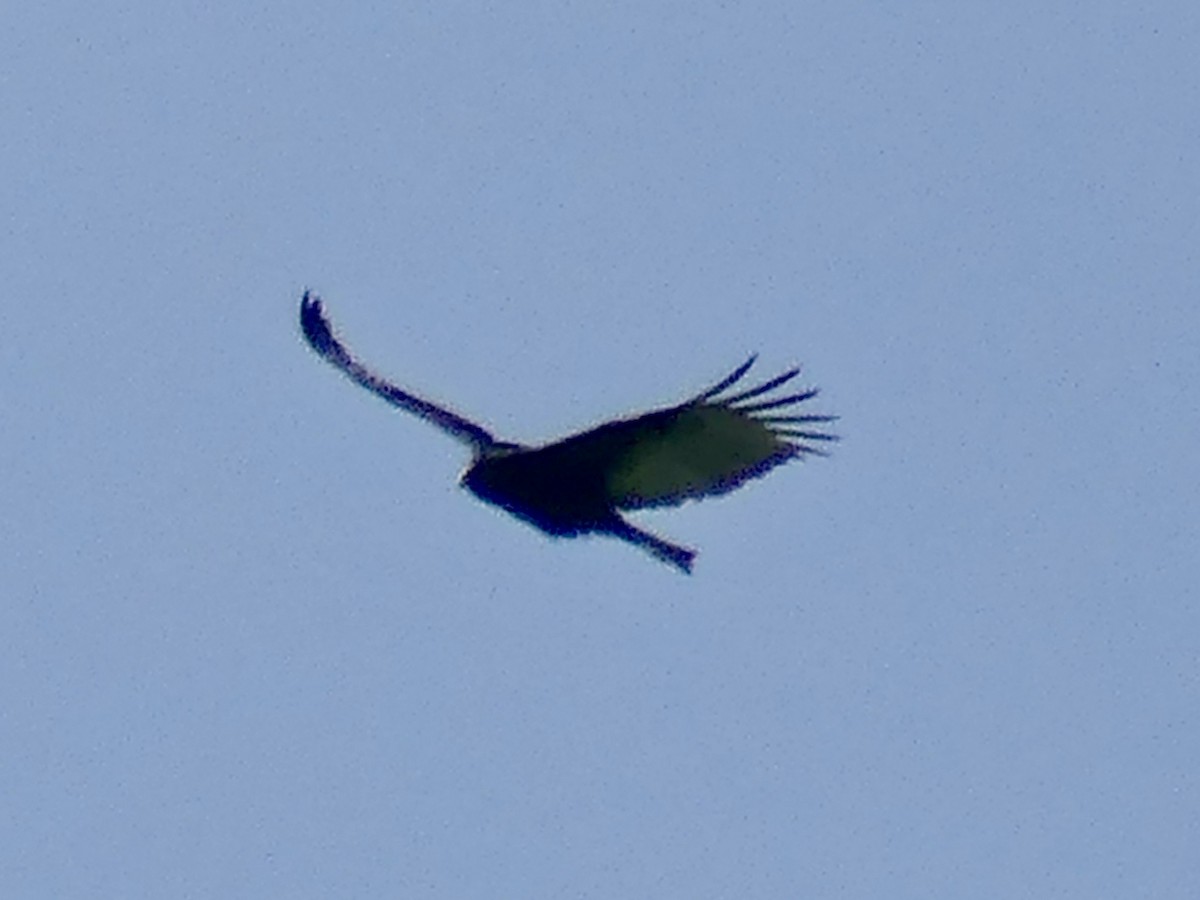 Turkey Vulture - ML619059010