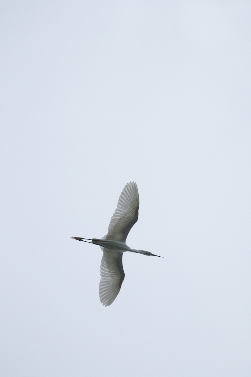 Snowy Egret - ML619059018