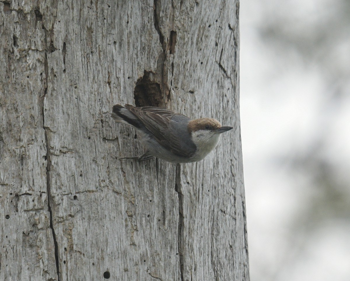 Brown-headed Nuthatch - ML619059062