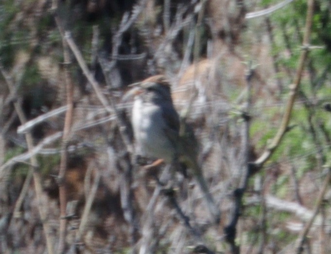 Rufous-winged Sparrow - ML619059064