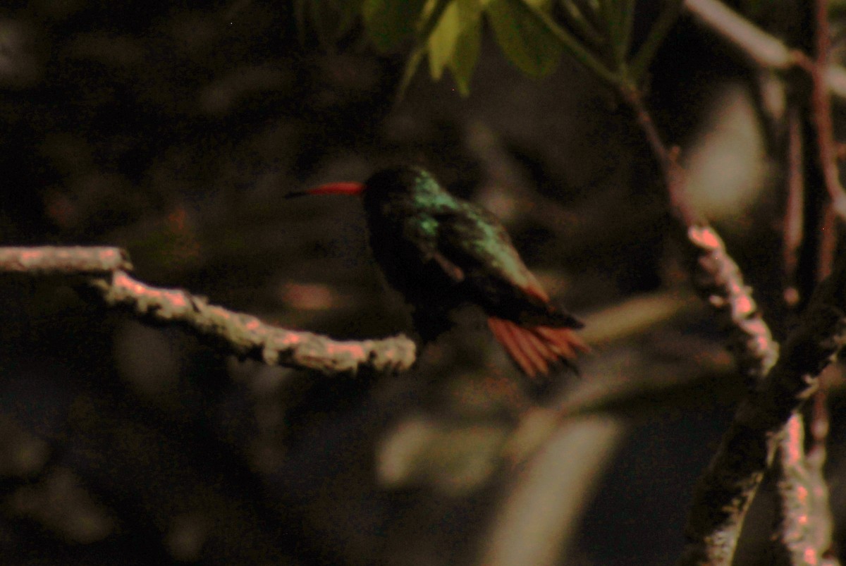 Rufous-tailed Hummingbird - ML619059085