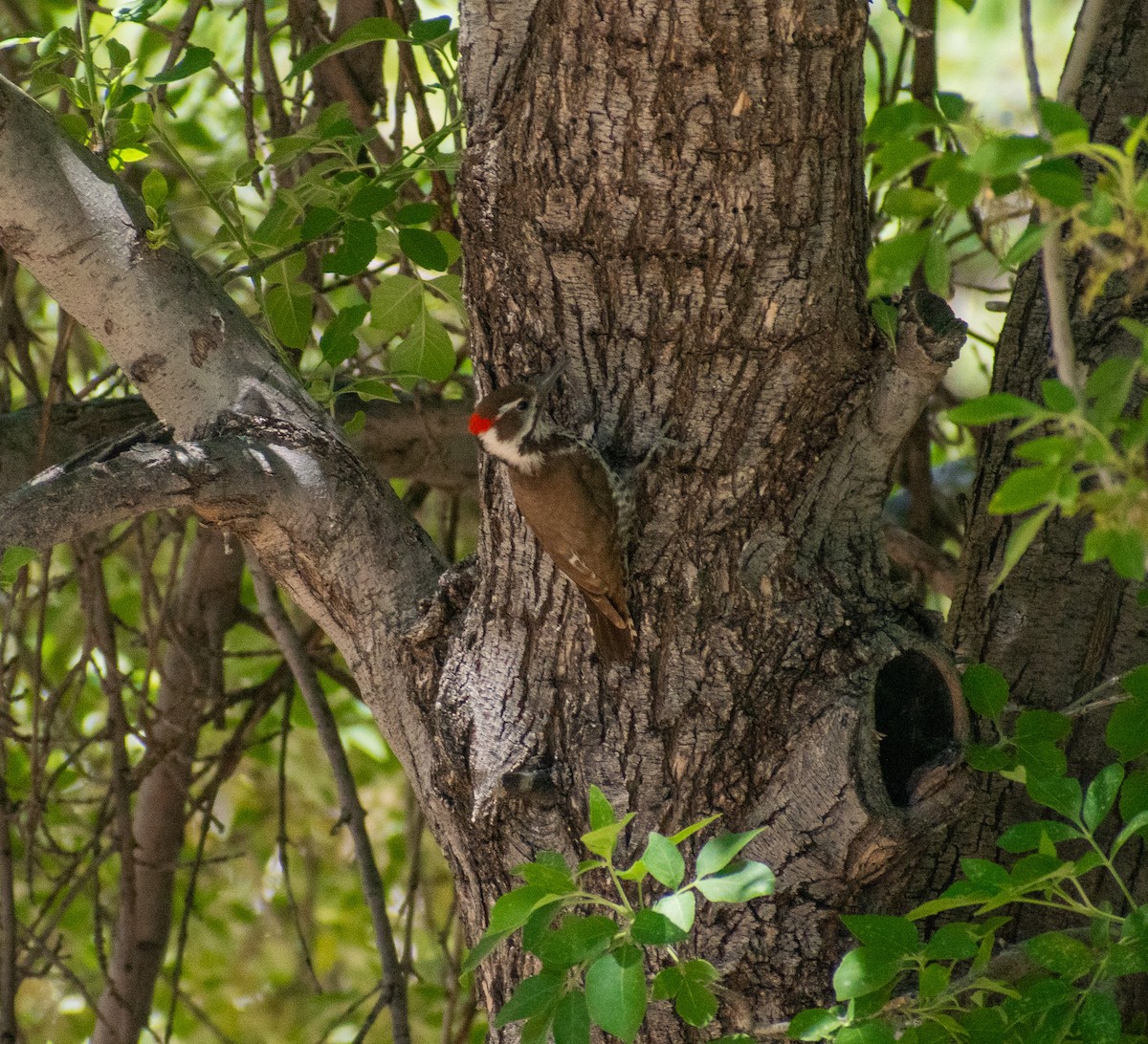 Arizona Woodpecker - ML619059091
