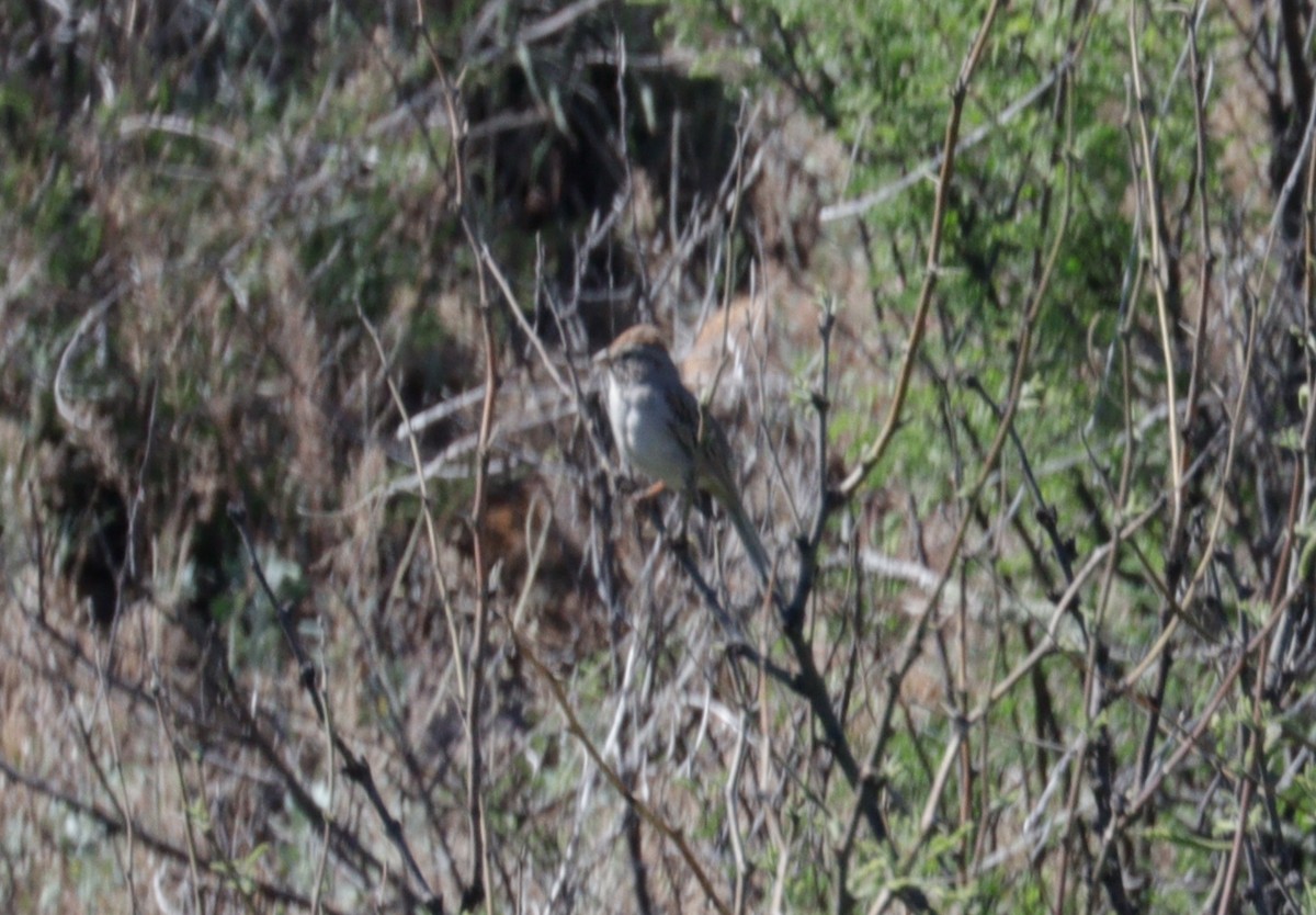 Rufous-winged Sparrow - ML619059103