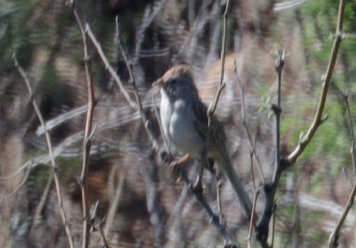 Rufous-winged Sparrow - ML619059104