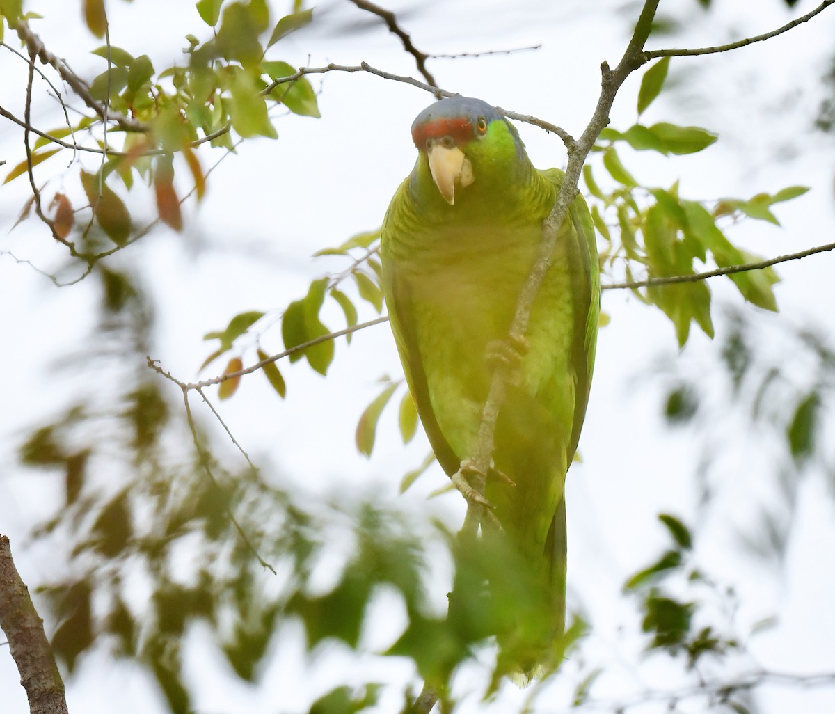 Lilac-crowned Parrot - ML619059112