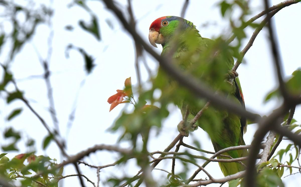 Red-crowned Parrot - ML619059113