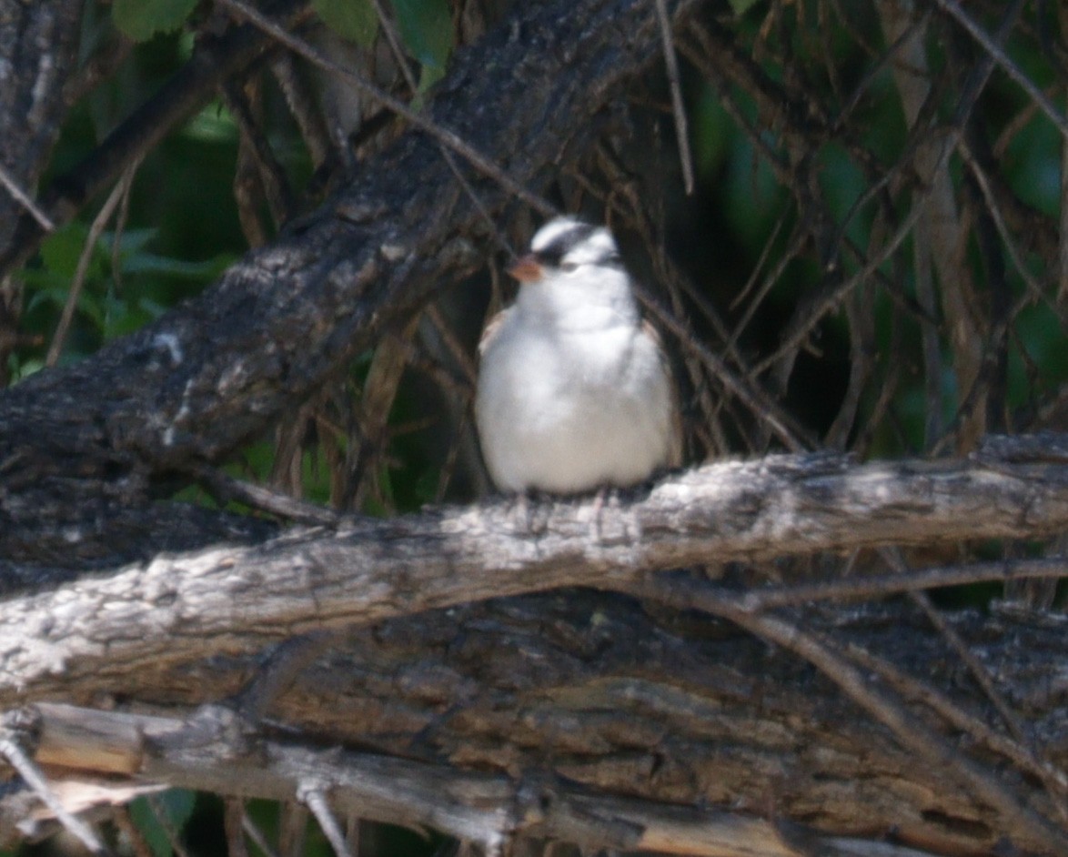 White-crowned Sparrow - ML619059143