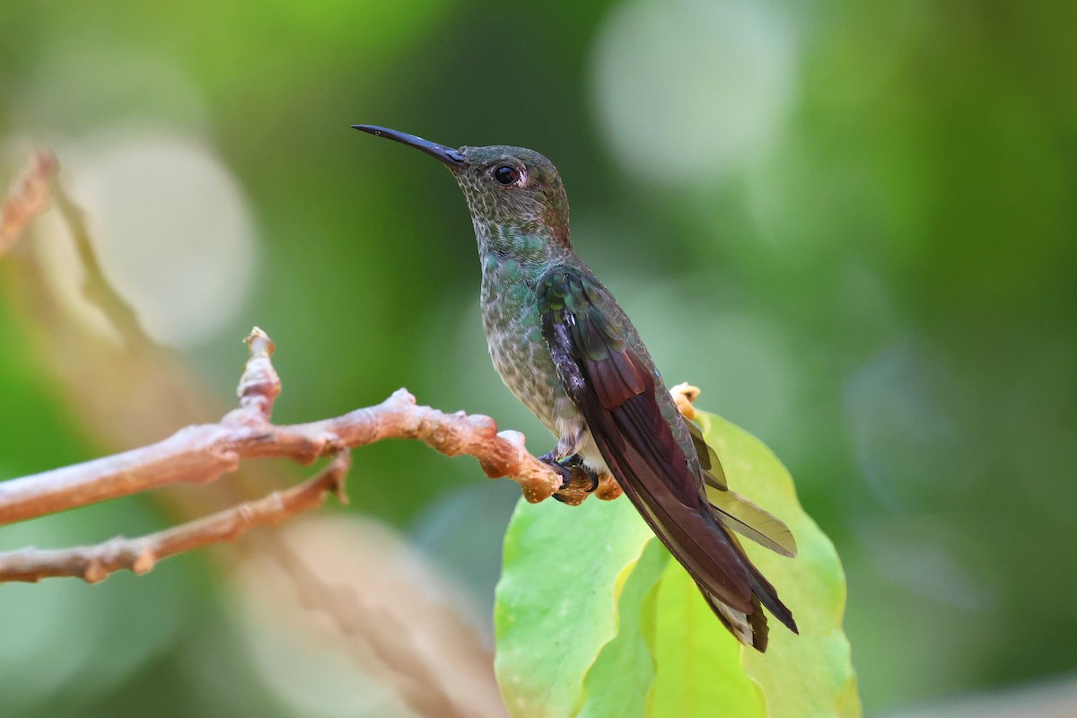 kolibřík skvrnitoprsý - ML619059150