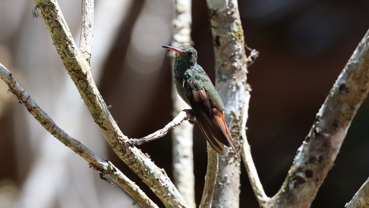 Rufous-tailed Hummingbird - ML619059161