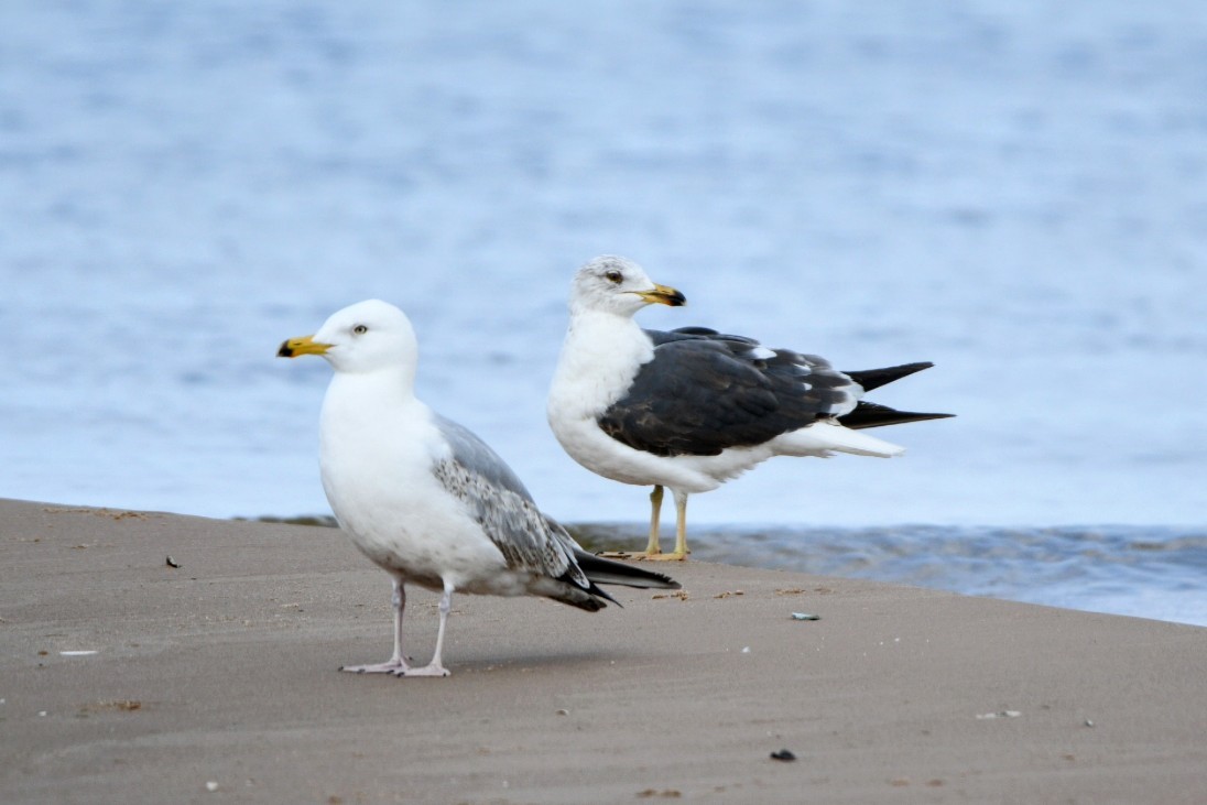 Lesser Black-backed Gull - Sawyer Dawe