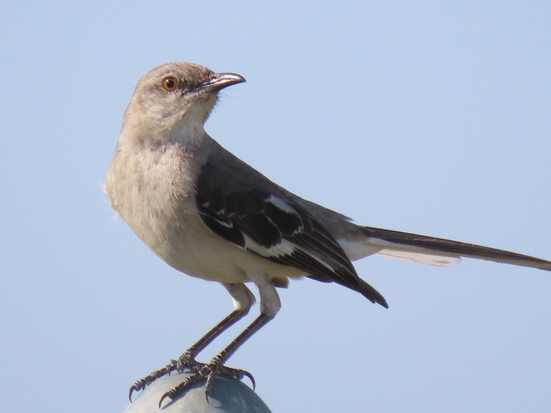 Northern Mockingbird - suga moriwaki