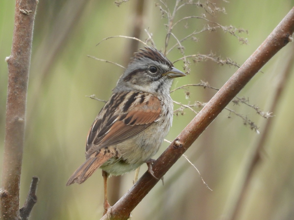 Swamp Sparrow - ML619059271