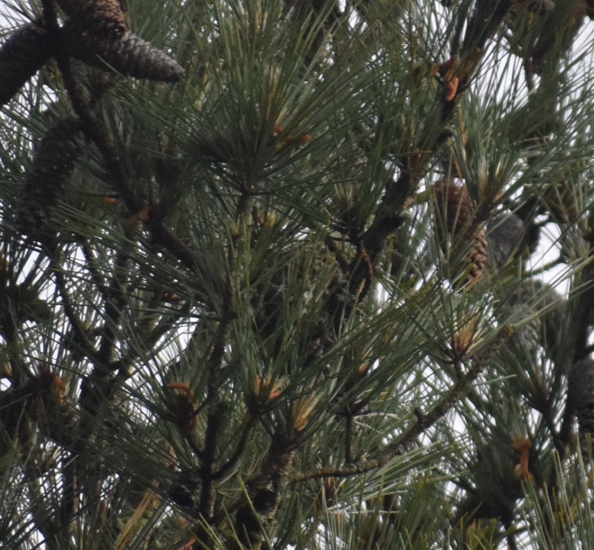 Pine Warbler - ML619059333