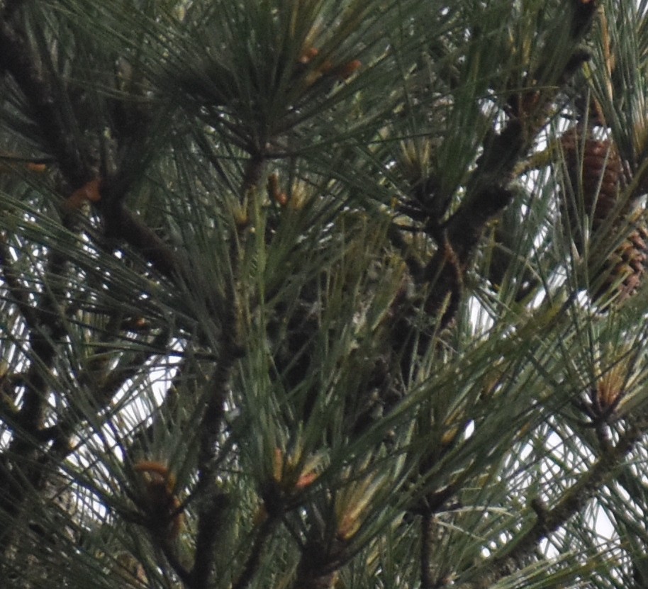 Pine Warbler - ML619059335