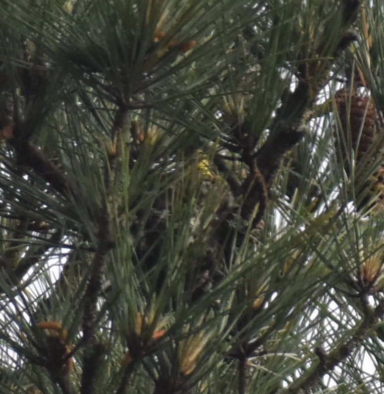 Pine Warbler - ML619059337