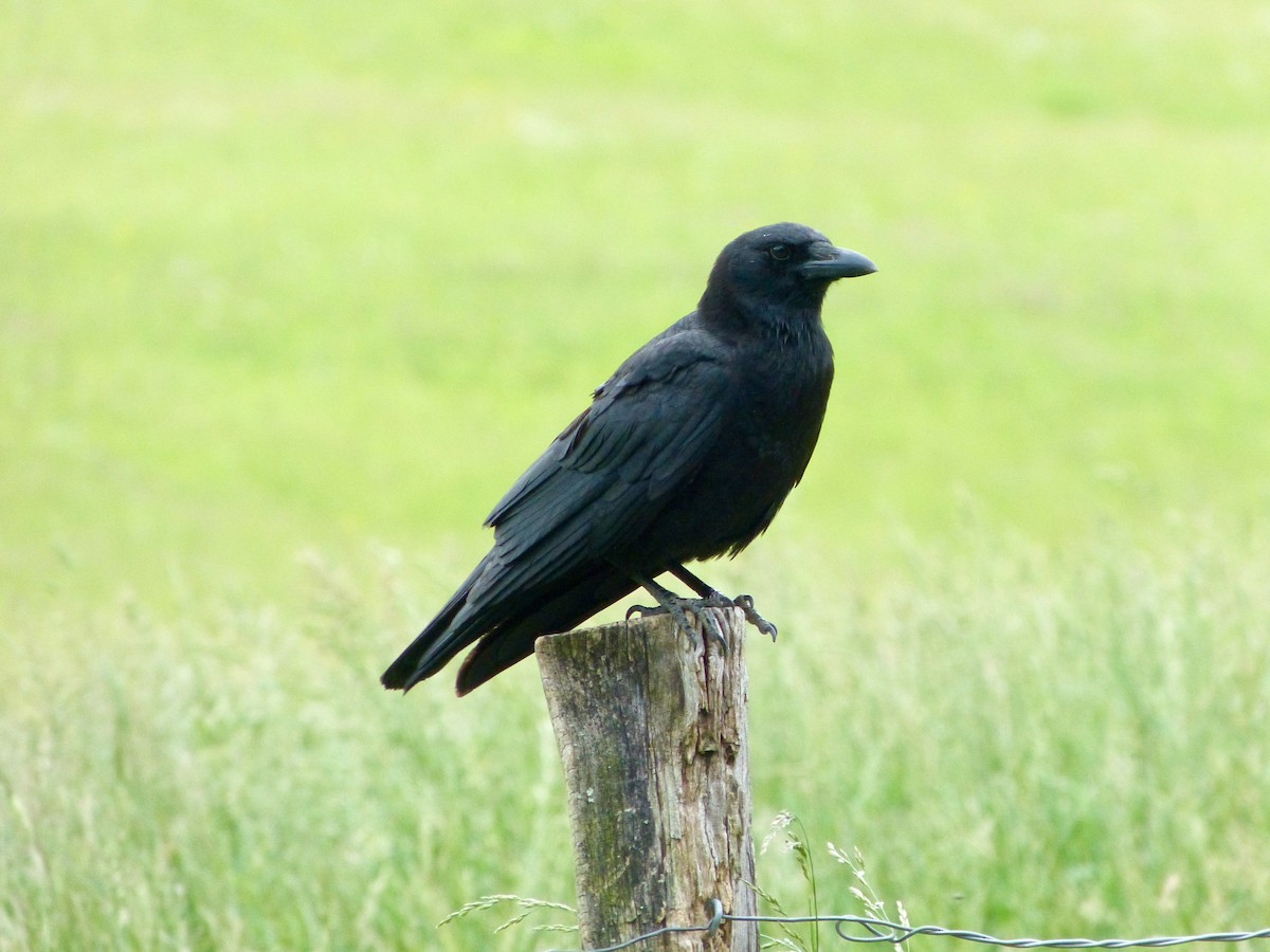 American Crow - ML619059345