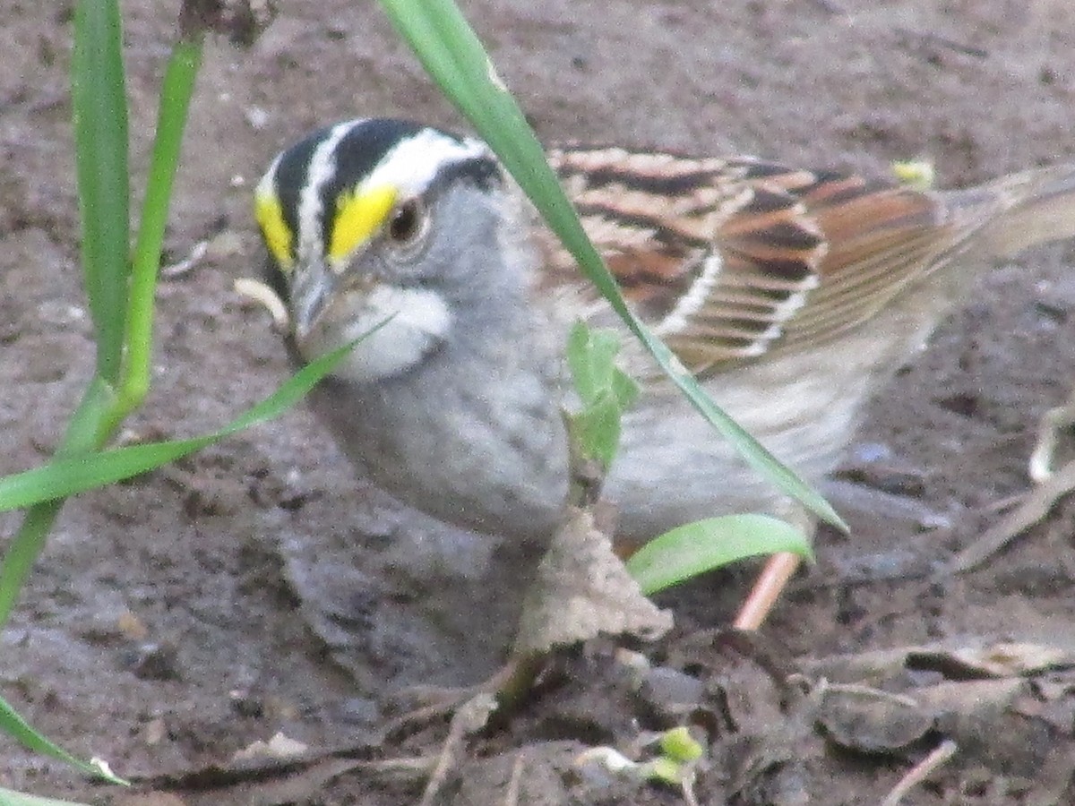 White-throated Sparrow - ML619059360