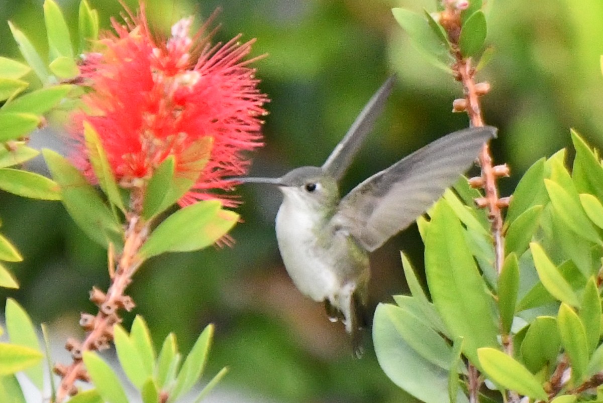kolibřík bělobřichý - ML619059408