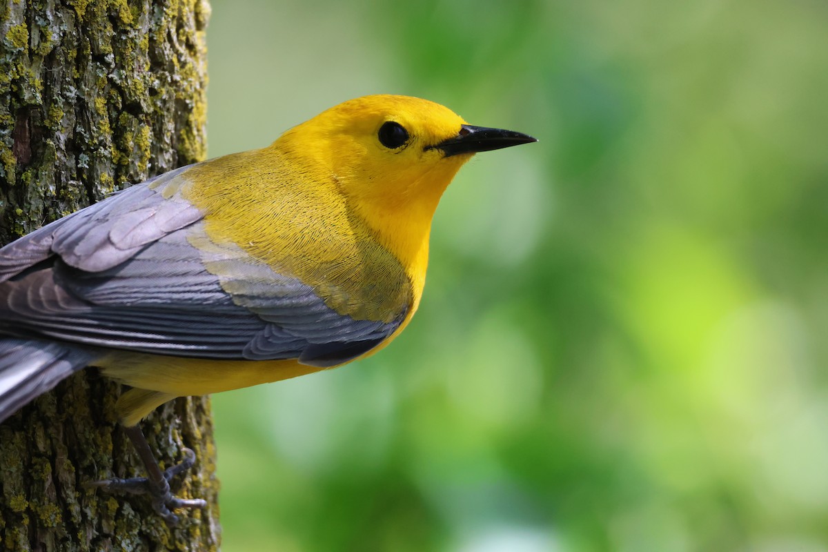 Prothonotary Warbler - ML619059457
