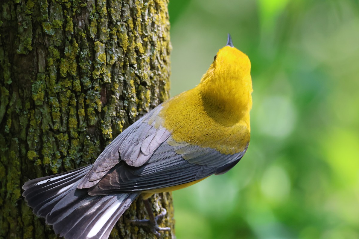 Prothonotary Warbler - ML619059458