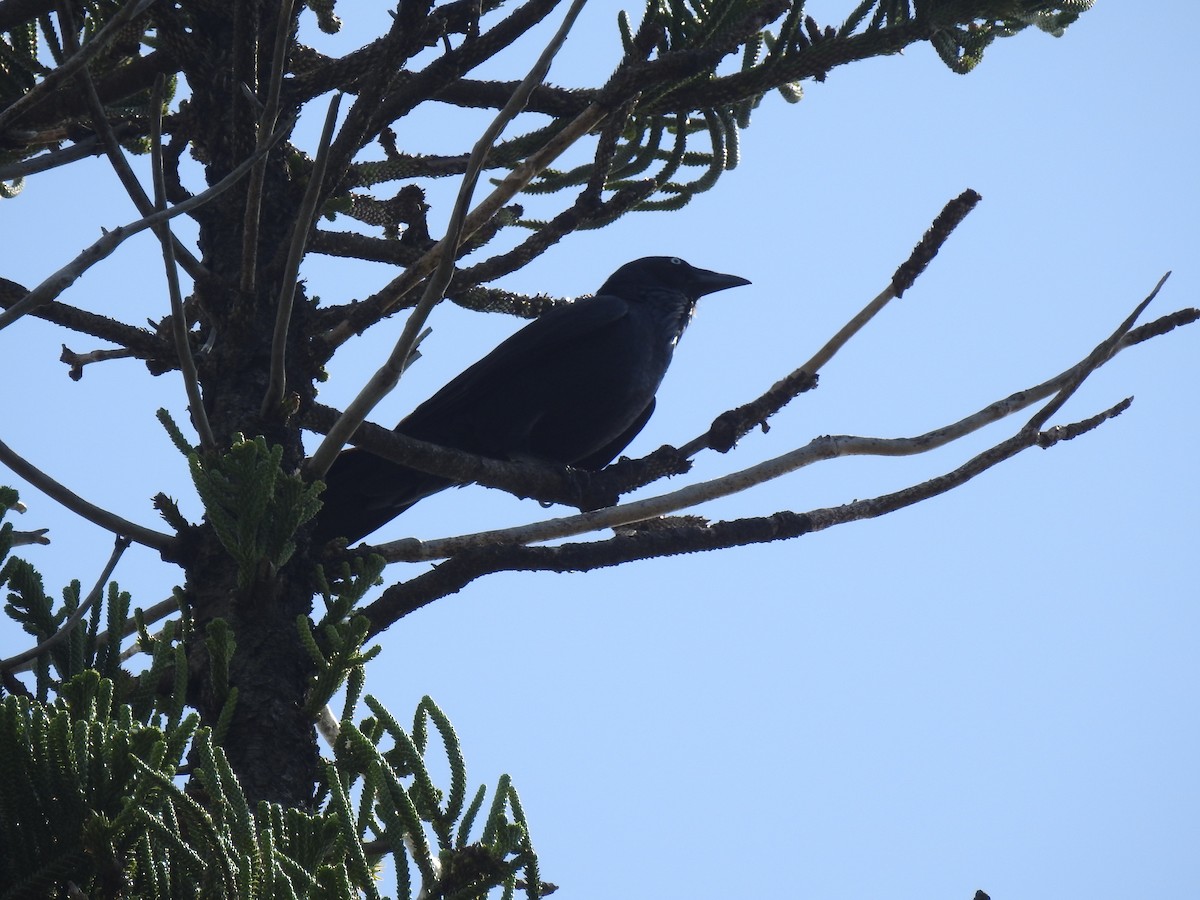 Australian Raven - ML619059459