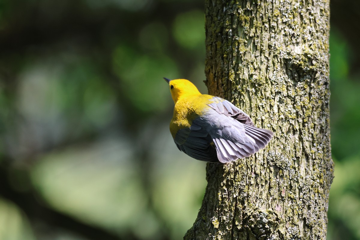 Prothonotary Warbler - ML619059460