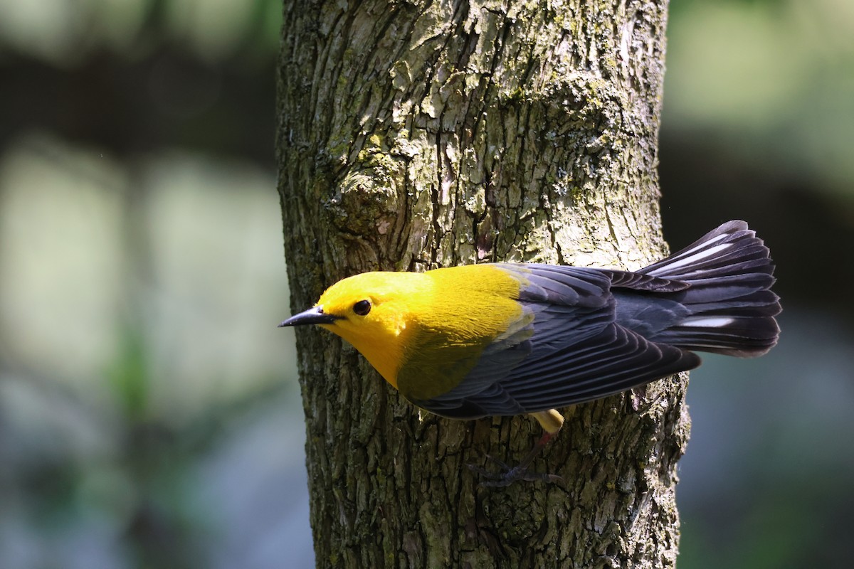 Prothonotary Warbler - ML619059461