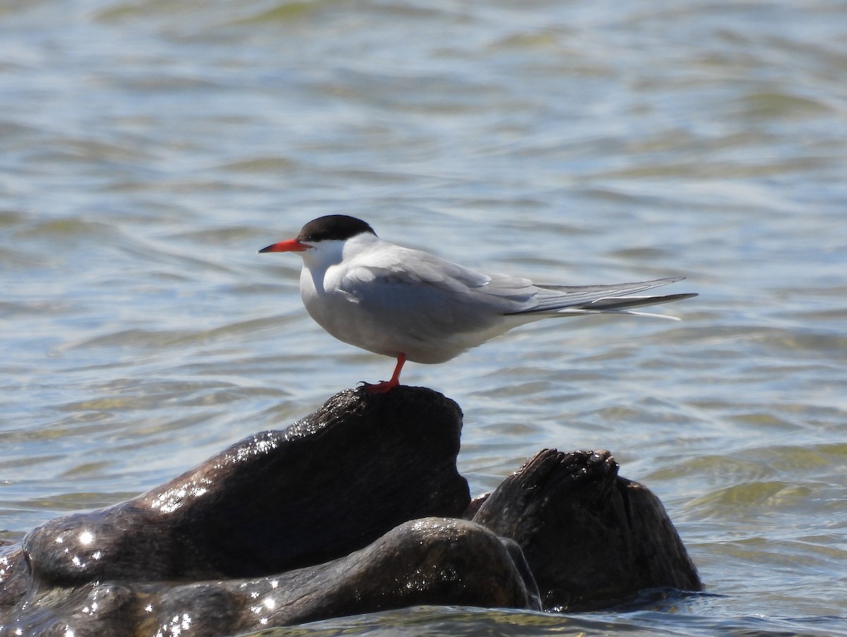Common Tern - Jenny Young