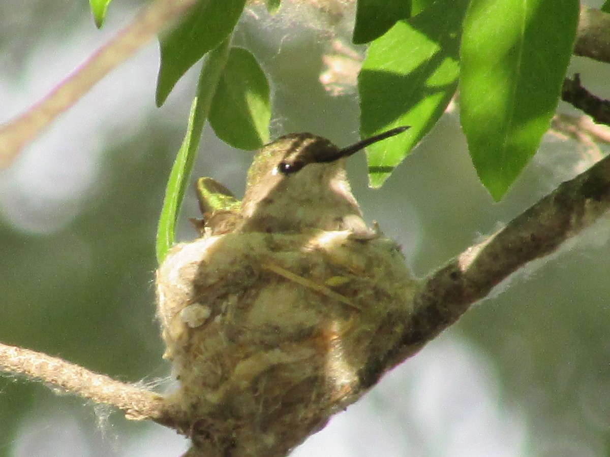 Broad-tailed Hummingbird - ML619059474