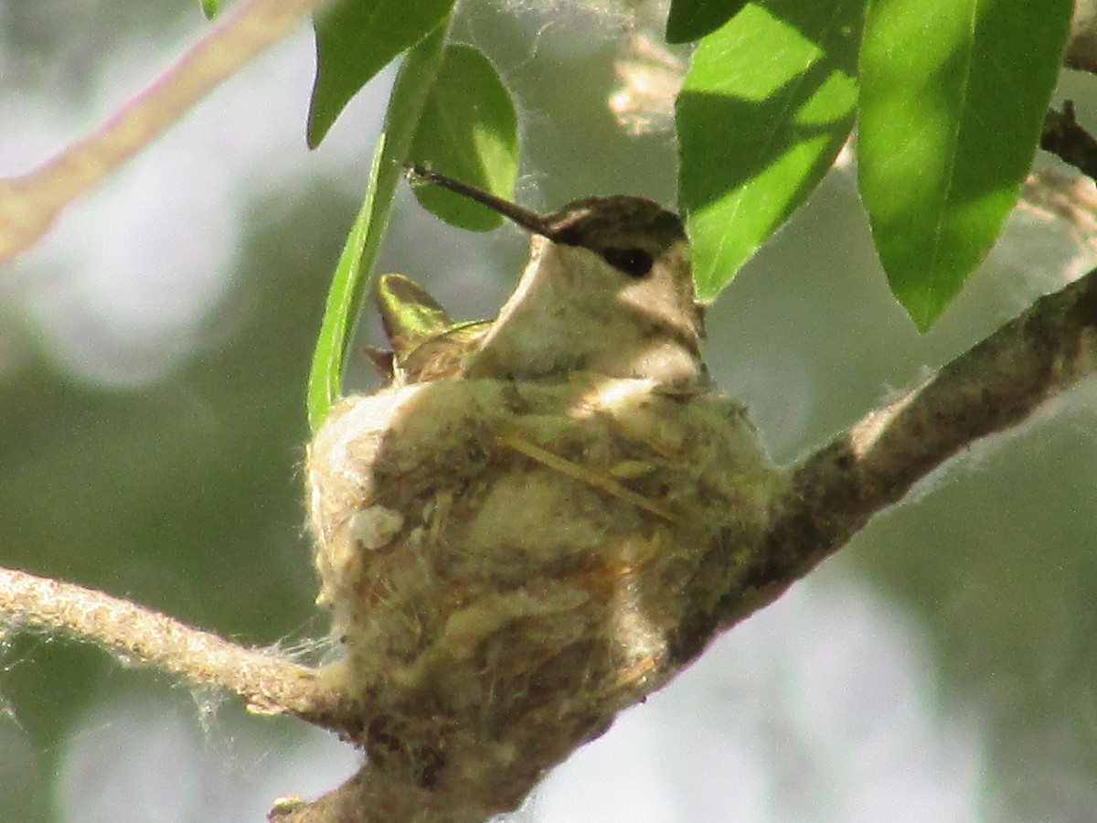 Broad-tailed Hummingbird - ML619059475
