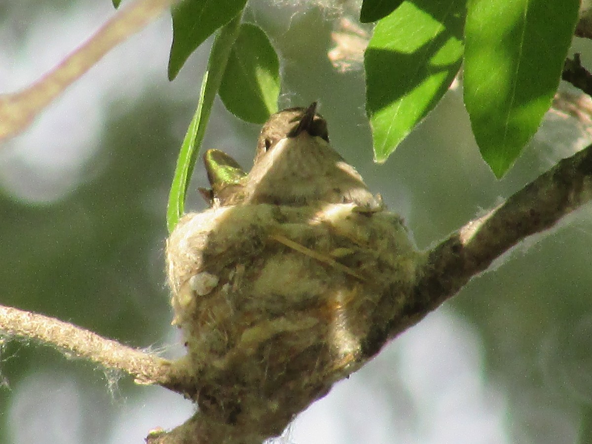 Broad-tailed Hummingbird - ML619059476