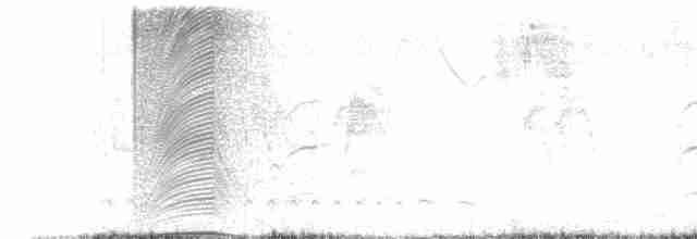 Желтогорлая пищуховая иглохвостка - ML619059504