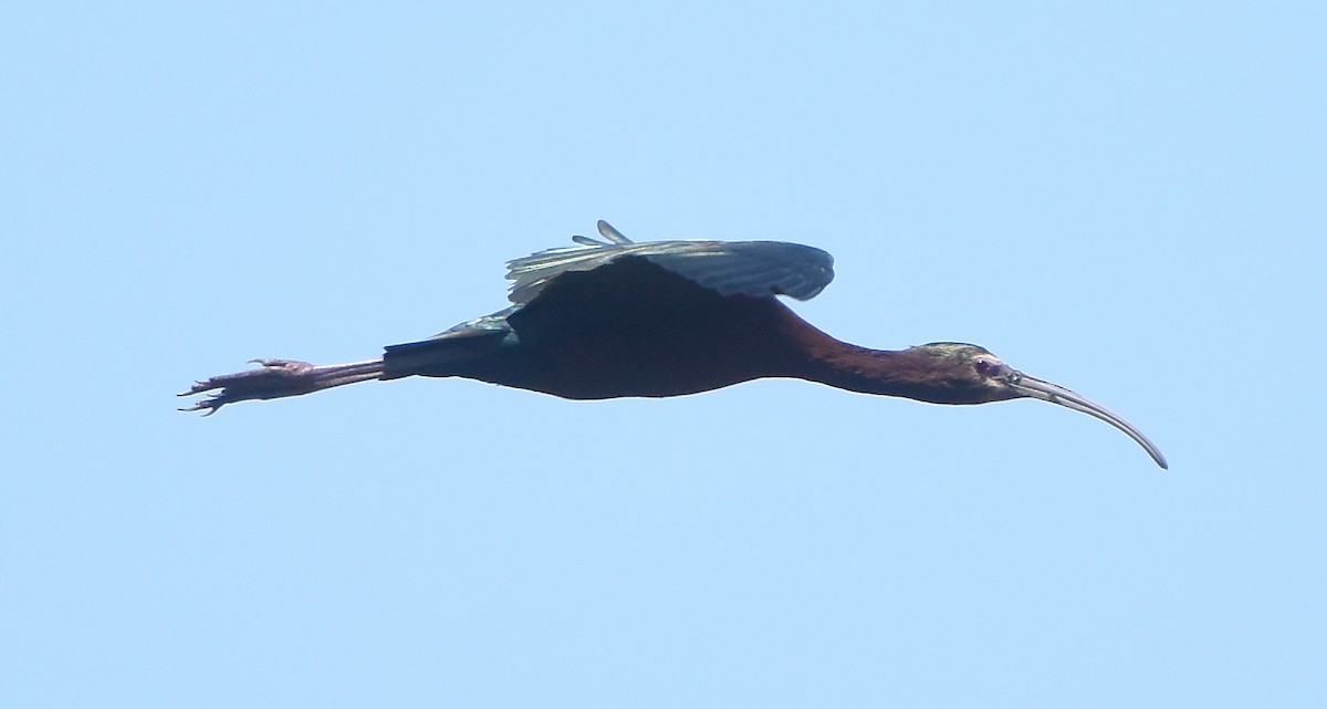 ibis hnědý x americký (hybrid) - ML619059550