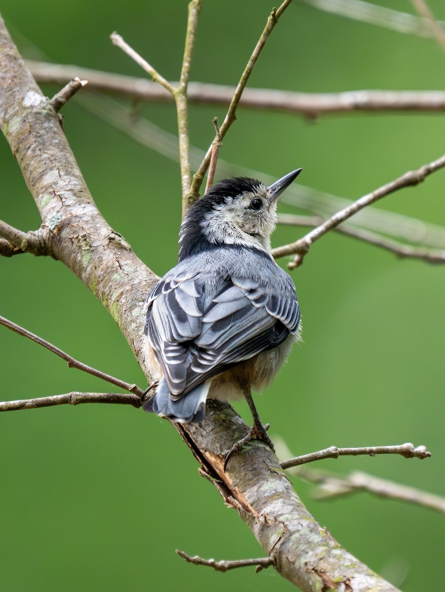 White-breasted Nuthatch - ML619059591