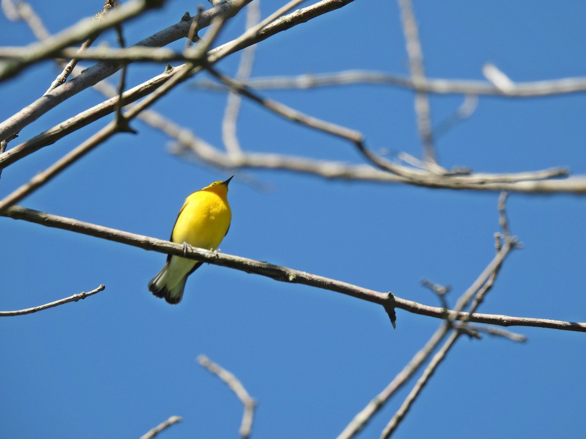 Prothonotary Warbler - ML619059598