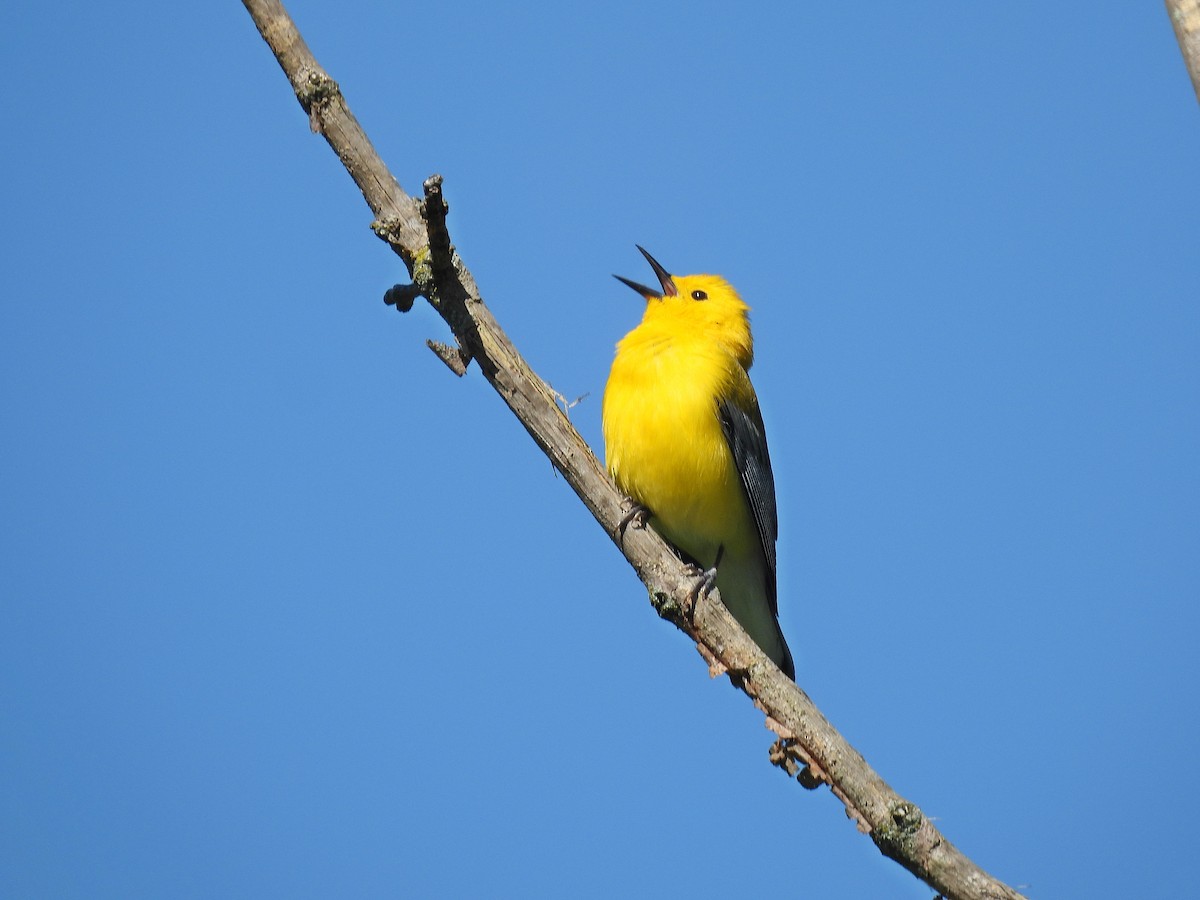 Prothonotary Warbler - ML619059643