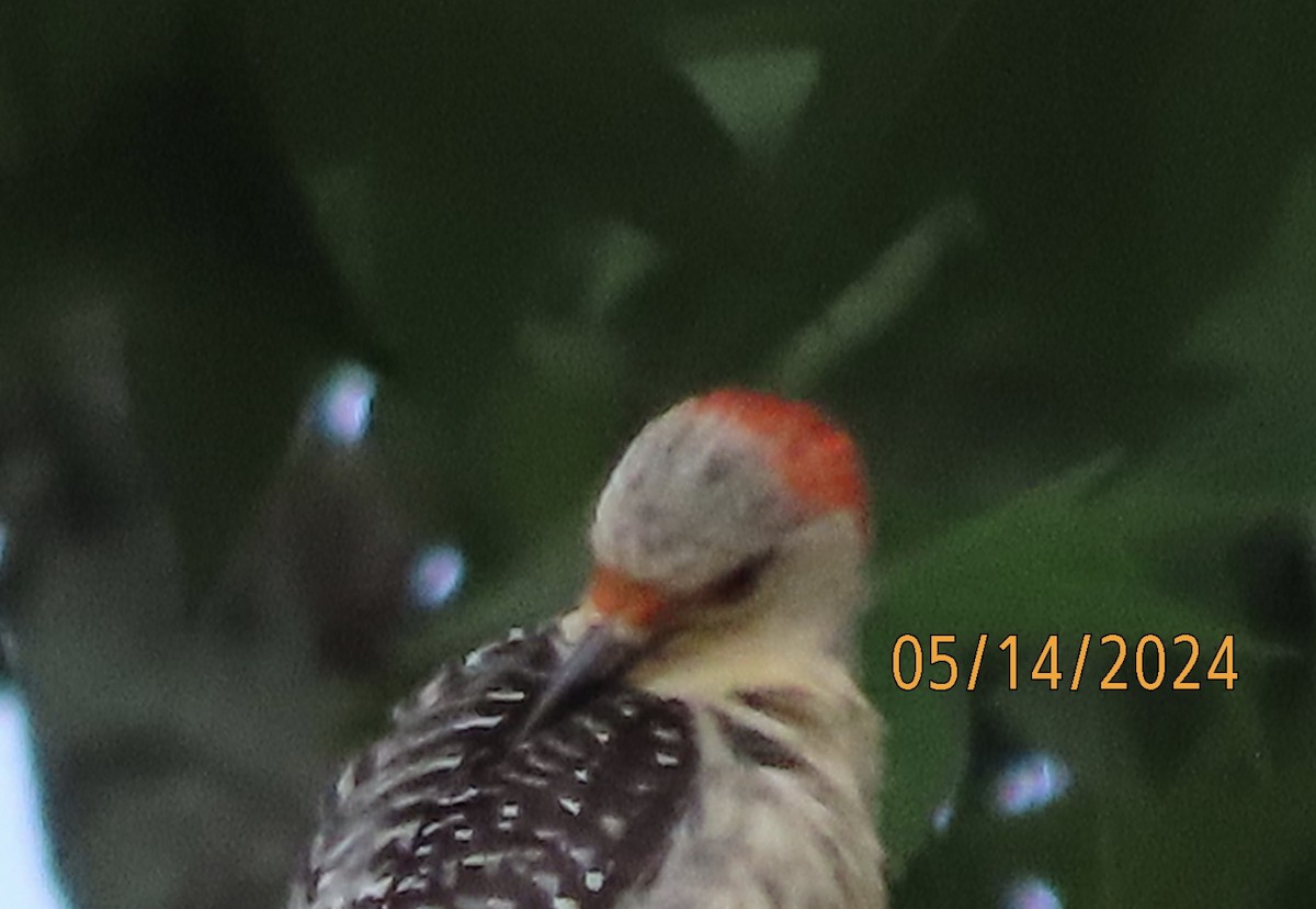 Red-bellied Woodpecker - ML619059671